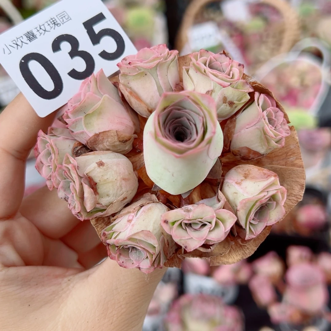 035粉玫瑰飘枝手捧花。