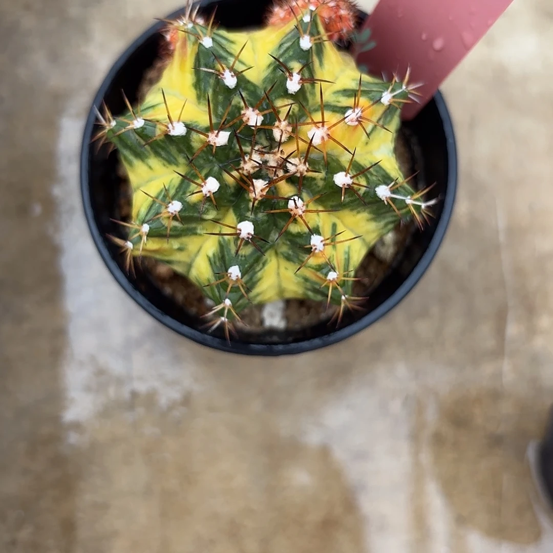 569-0917泰国发货 约瑟芬