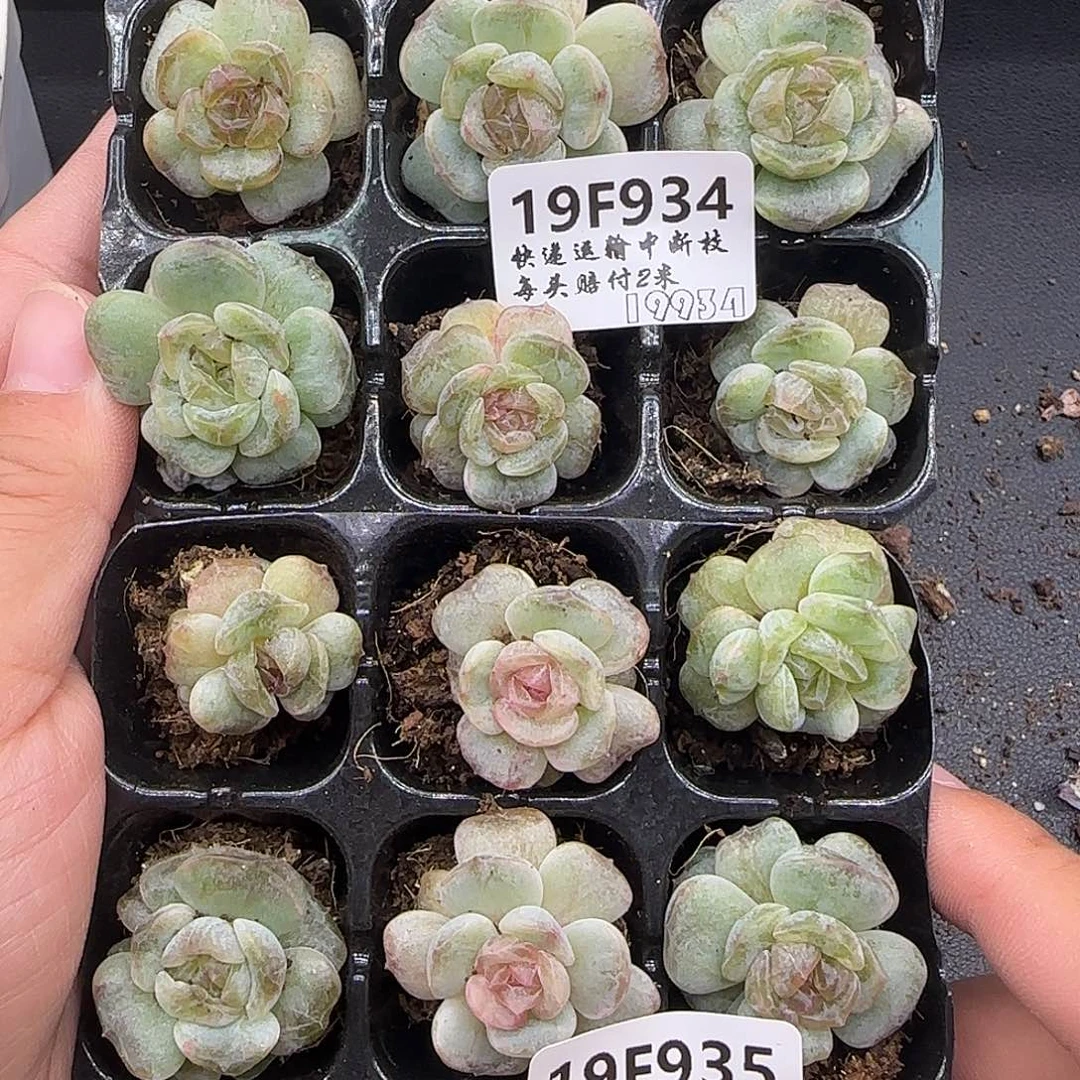 风***止934和935两组石化