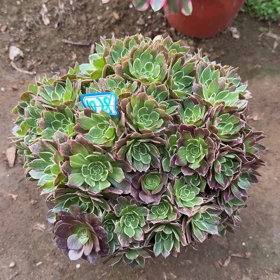 多肉植物万彩灯1028