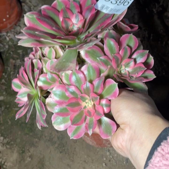 6396女巫的的的多