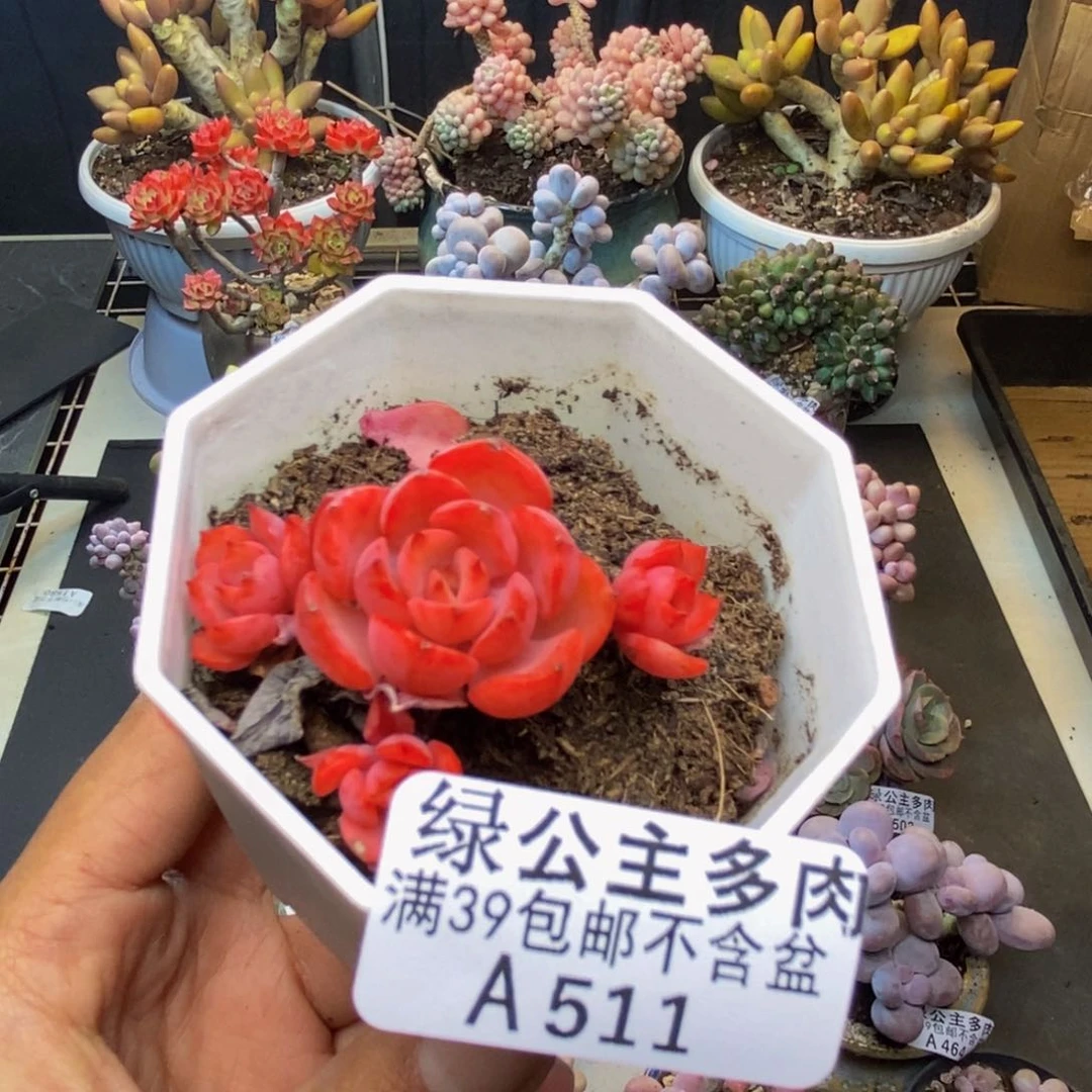 511高贵多肉肉4c m