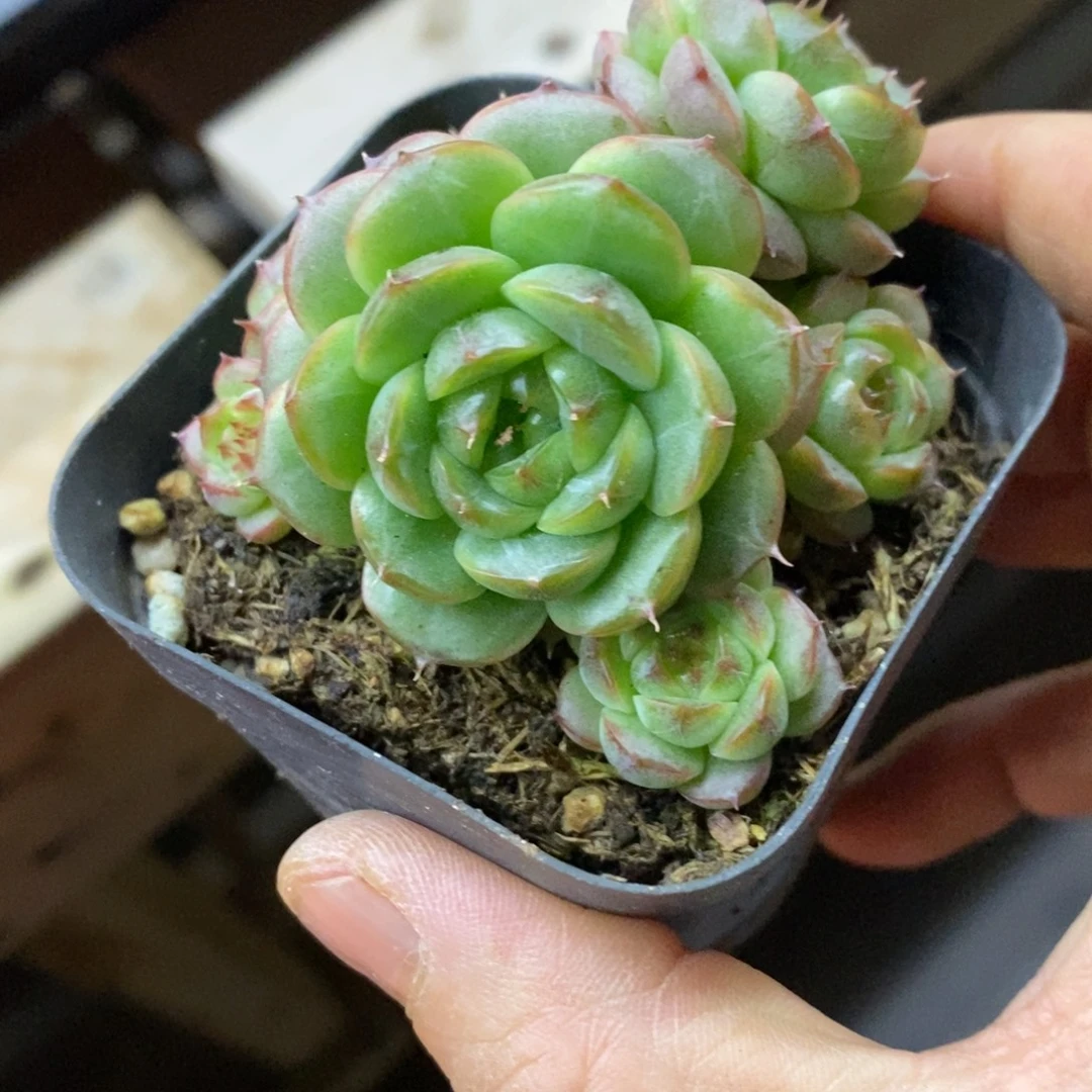 精品多肉一物一拍不包整190