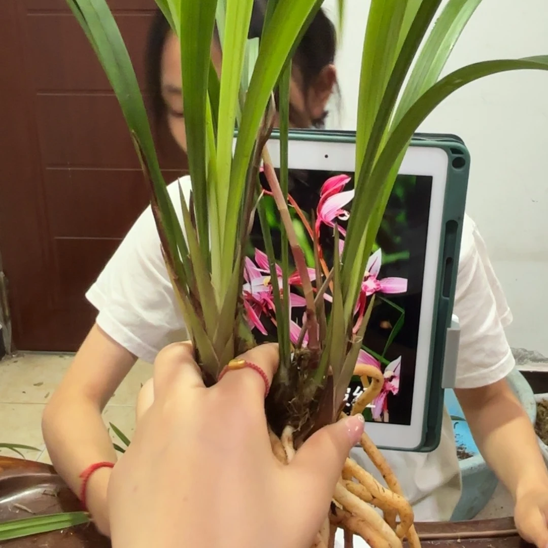 完全开放建兰东坡红大壮草