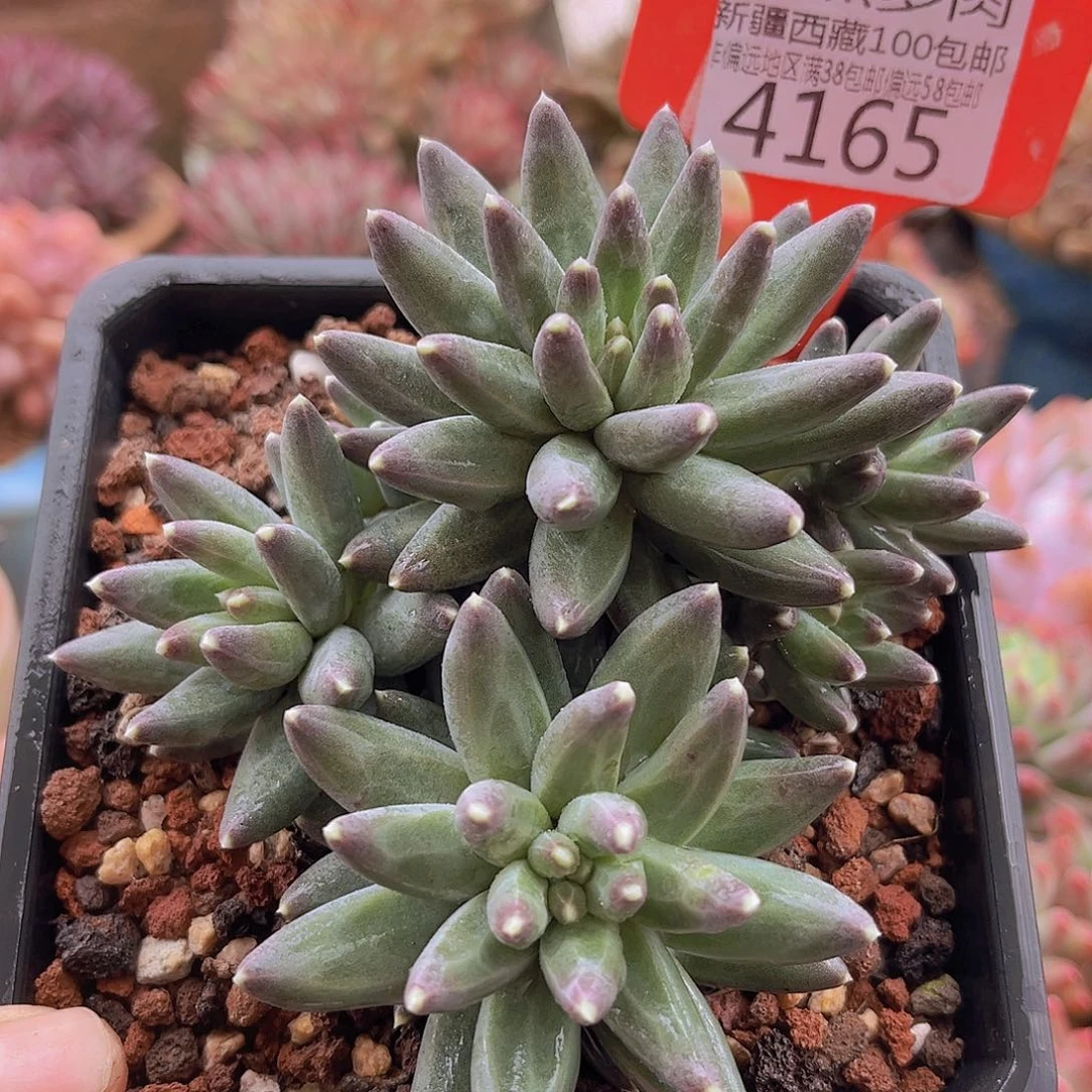 4165乌拉克拉多肉植物