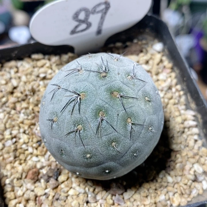 89号紫皮习志野4.5cm