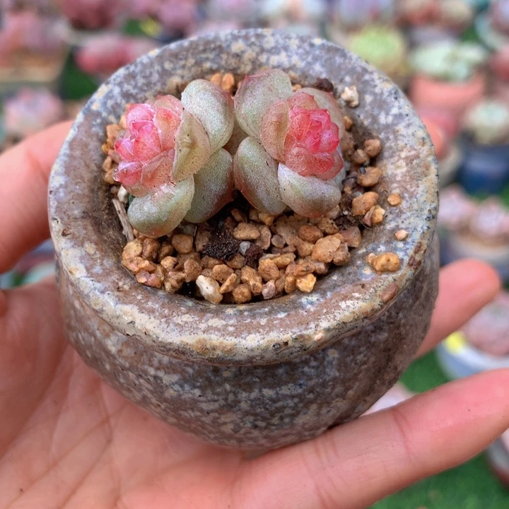小脸珍妮         带盆