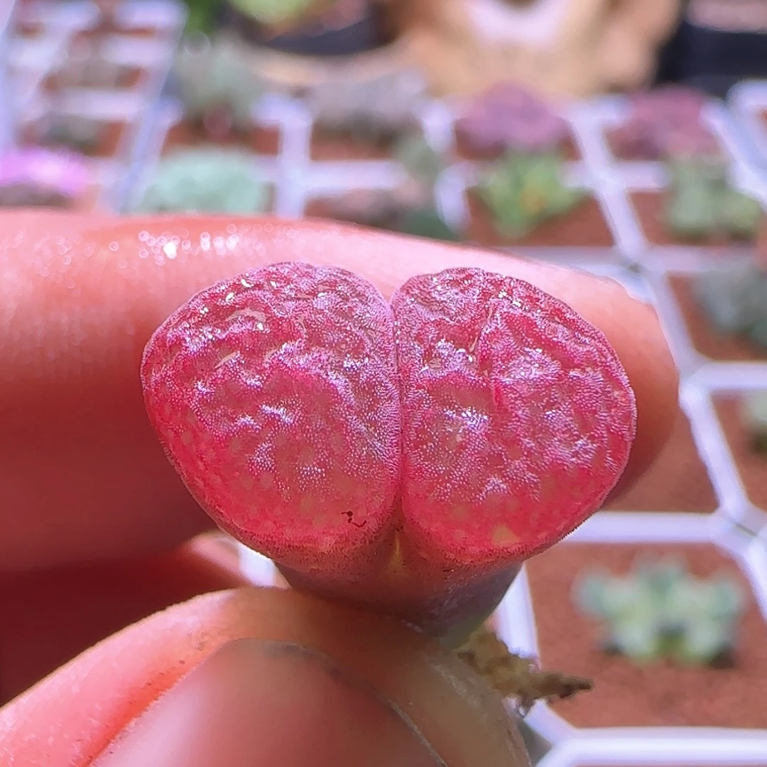 特别好看的风铃289