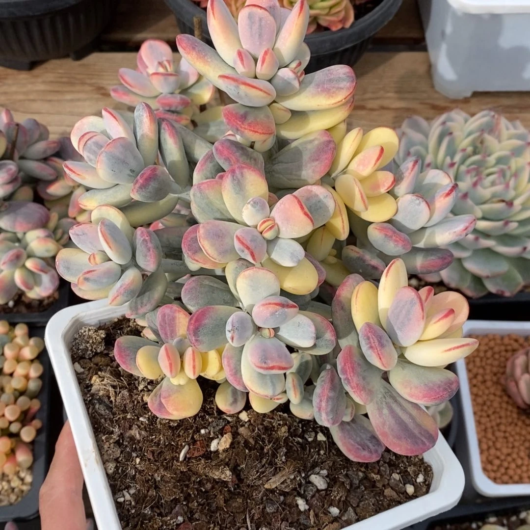 想**说福娘锦多肉植物