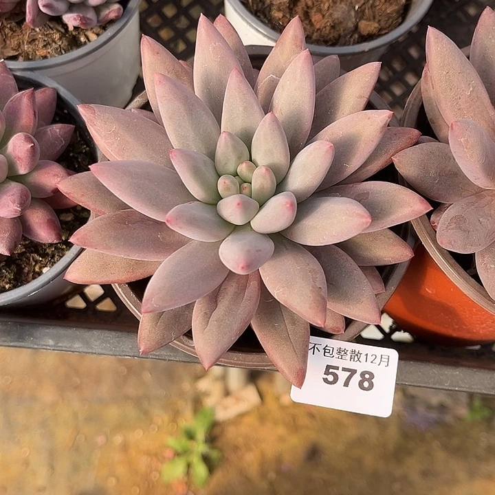 阿雅园艺。      578水晶球