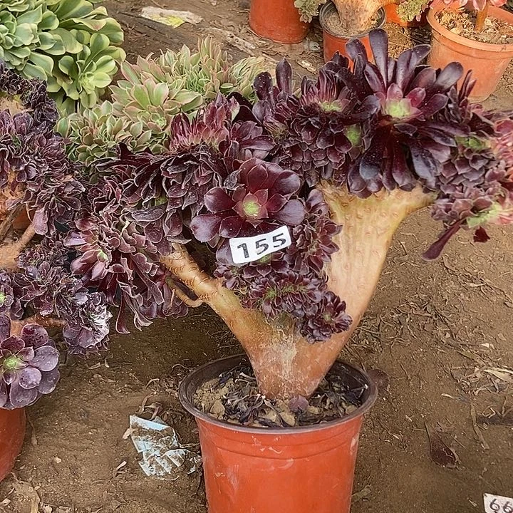 155欧紫缀化老板子
