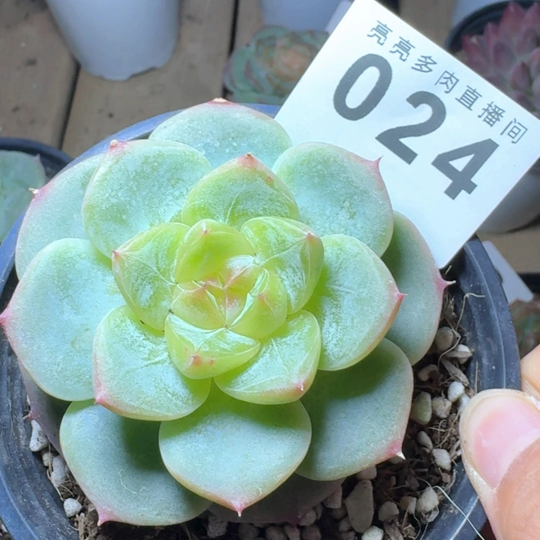 微***e菩提珍妮            精美多肉植物