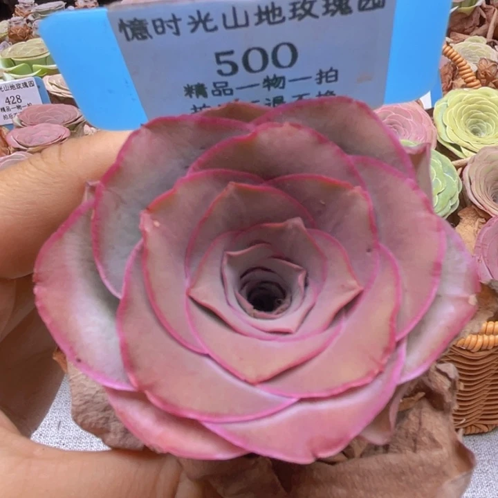 山地玫瑰500裸根发货不售后