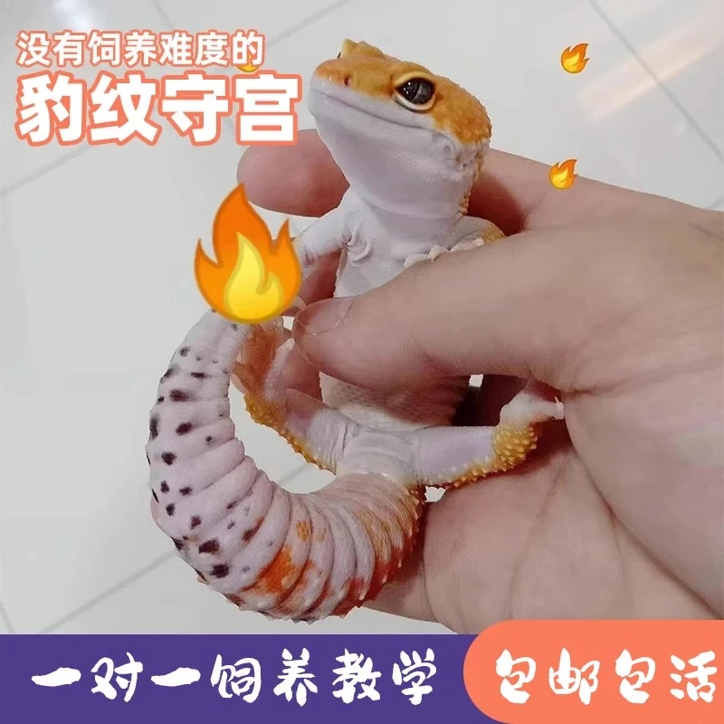 豹纹守宫蜥蜴宠物萝卜爬宠活物蜥蜴宠物小火龙幼体入门级爬宠活物