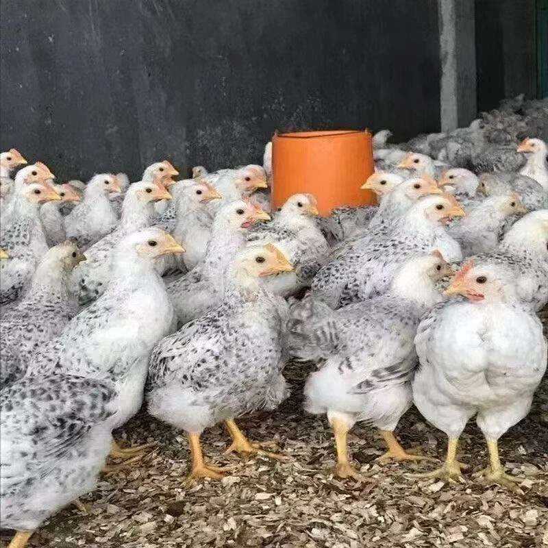 【买6只送2只   发8只半斤散养白芦花】白芦花散养土鸡活禽专线保暖送达Y1