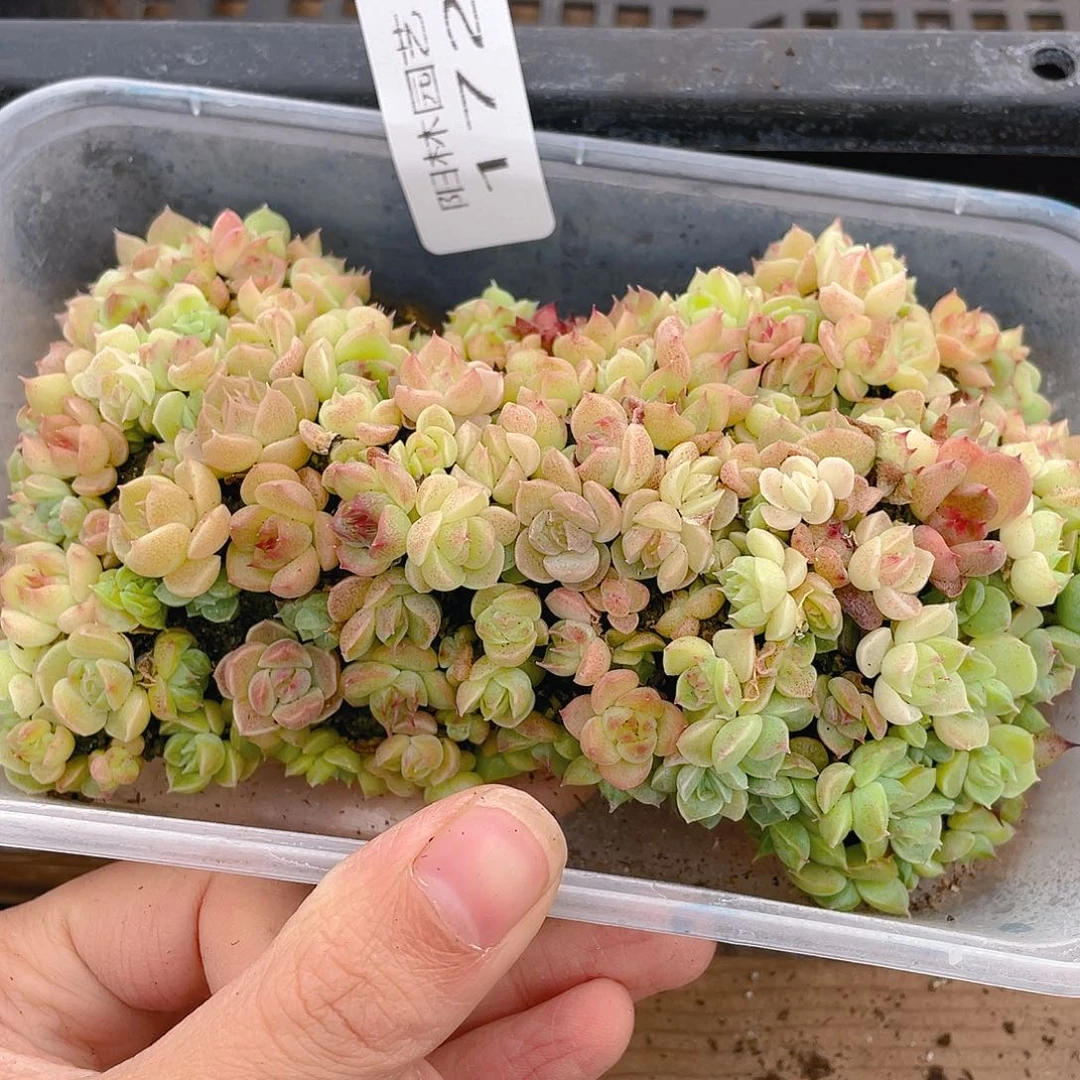 多肉植物多肉植物172