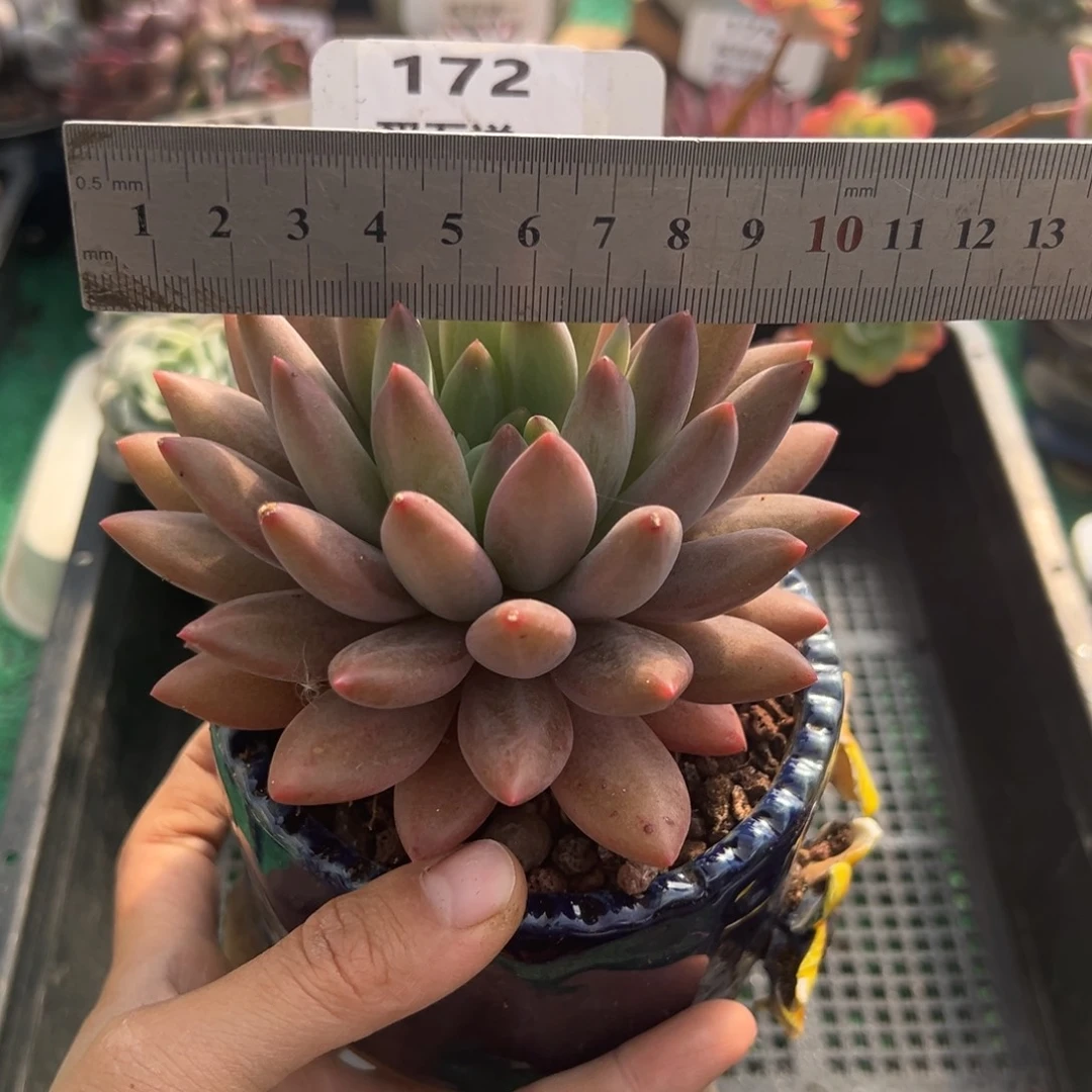 表妹精品多肉植物172.