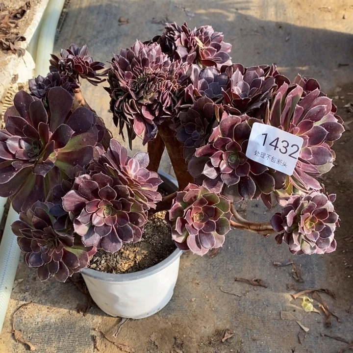 荷兰玫瑰多肉断头不包1432