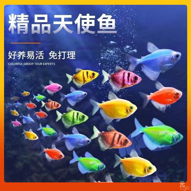 七彩天使鱼群游耐活淡水鱼热带小鱼新手养虎皮鱼孔雀鱼小型观赏鱼