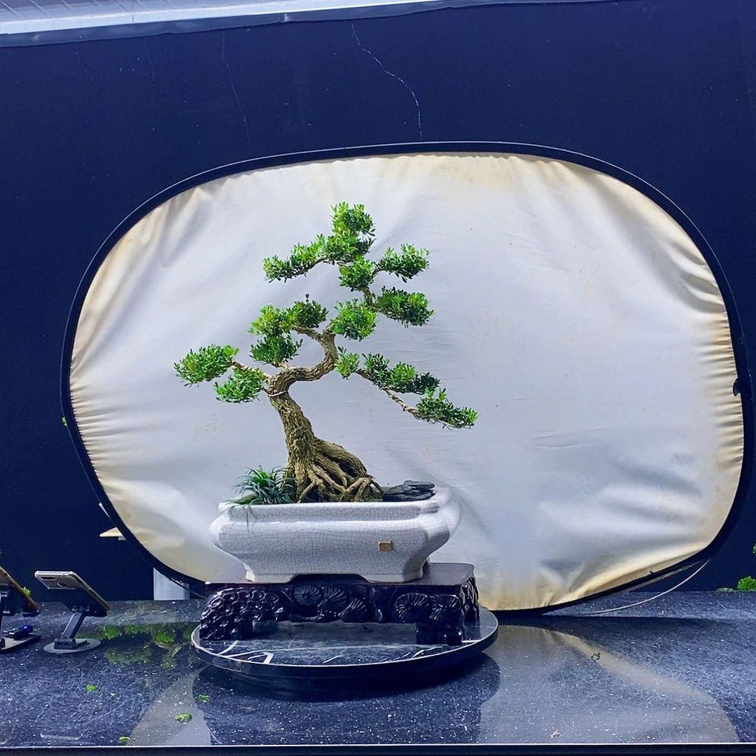 无花朵黄杨盆景造型