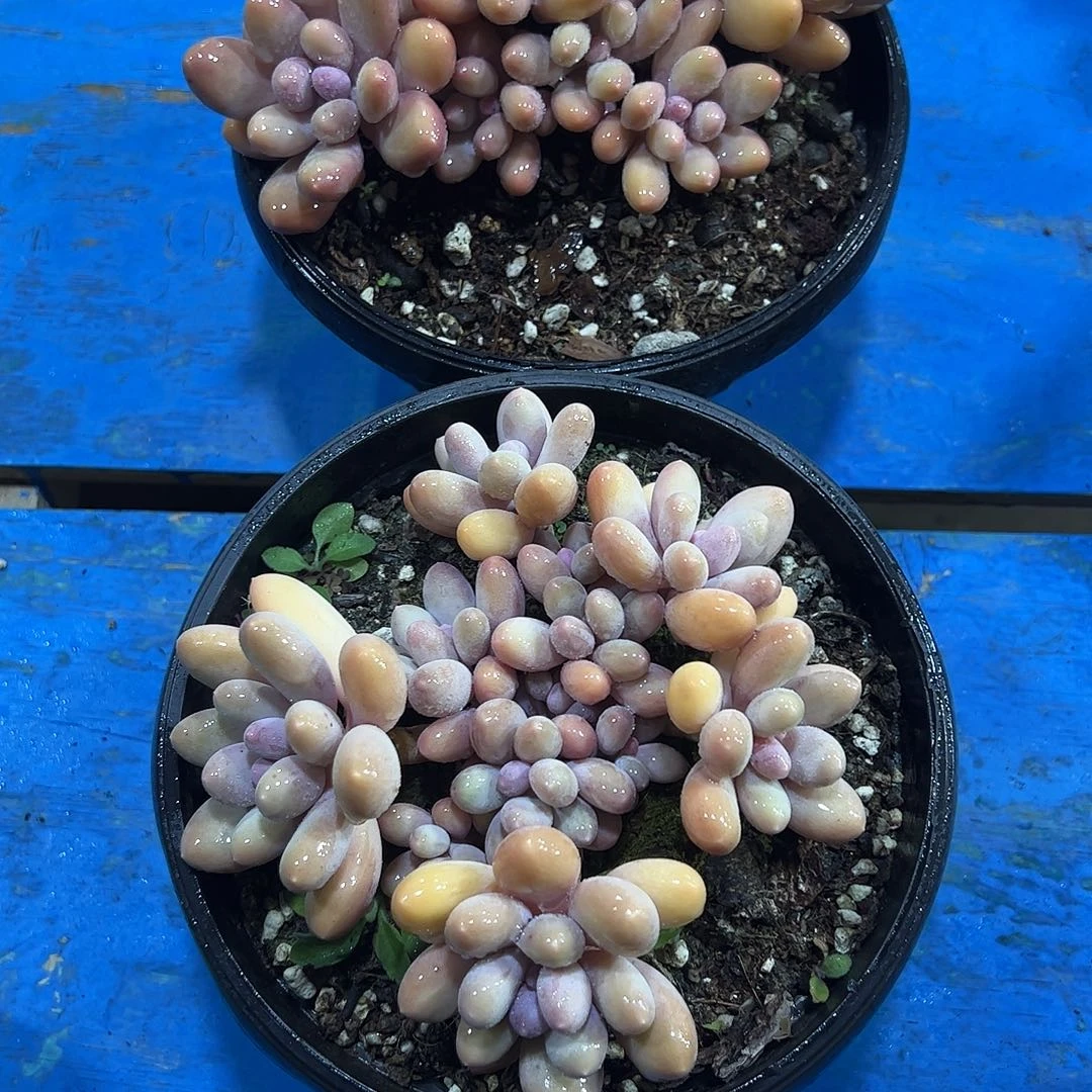 香妃奶群多肉植物