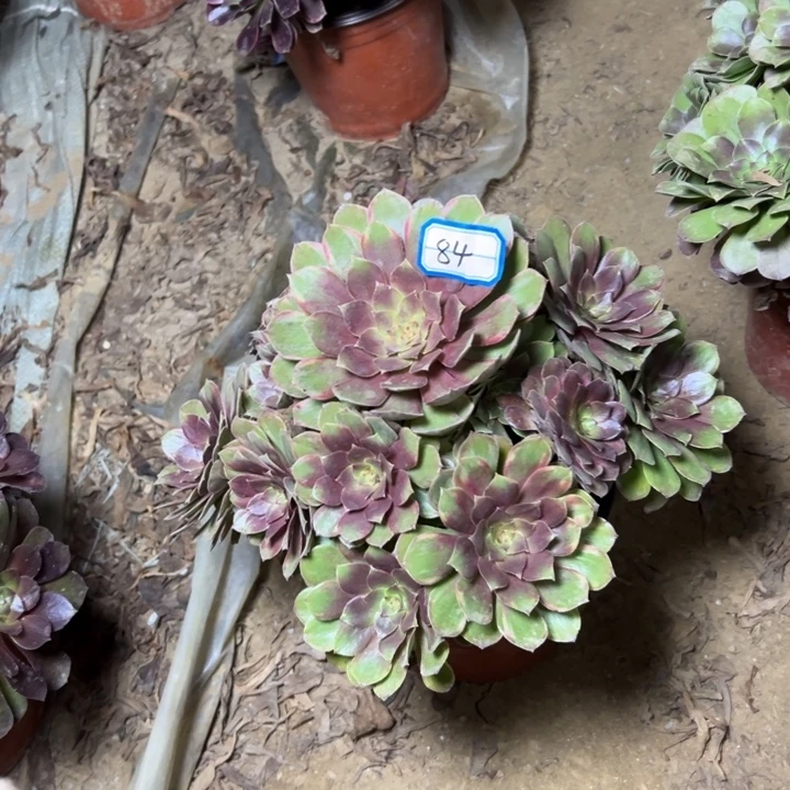 多肉植物缤分秋色84