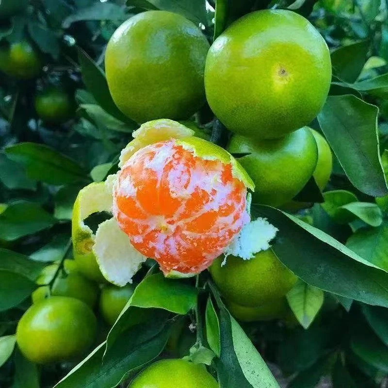 湖北宜昌青皮蜜橘酸甜多汁无核薄皮新鲜应季孕妇水果