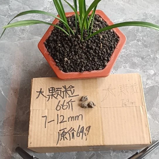 灵***3兰菌黑山土大颗粒6.6斤