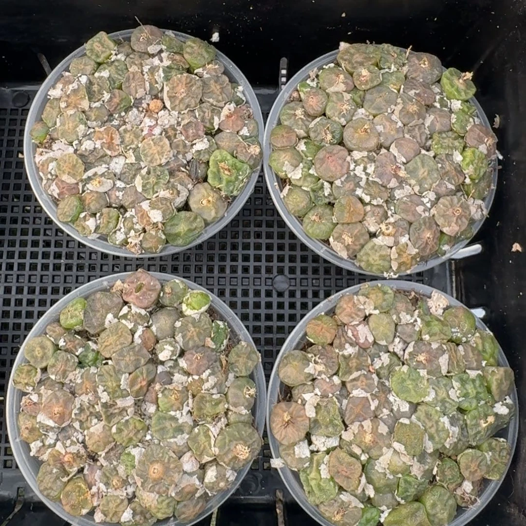新 烧卖切糕福利一盆