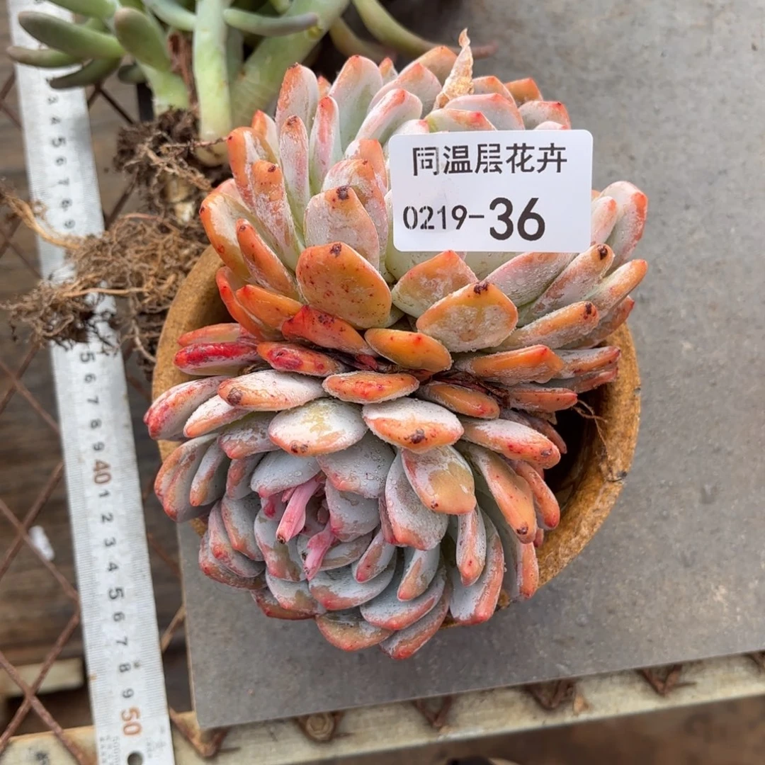 同温层多肉36雪天使