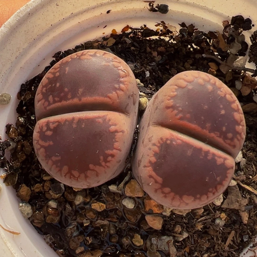 051多肉植物种类d