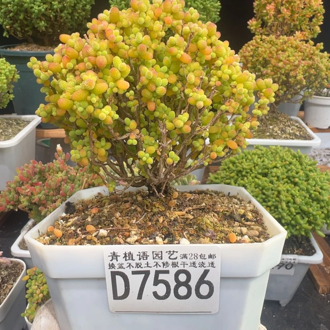 D7586金桔糖球老桩