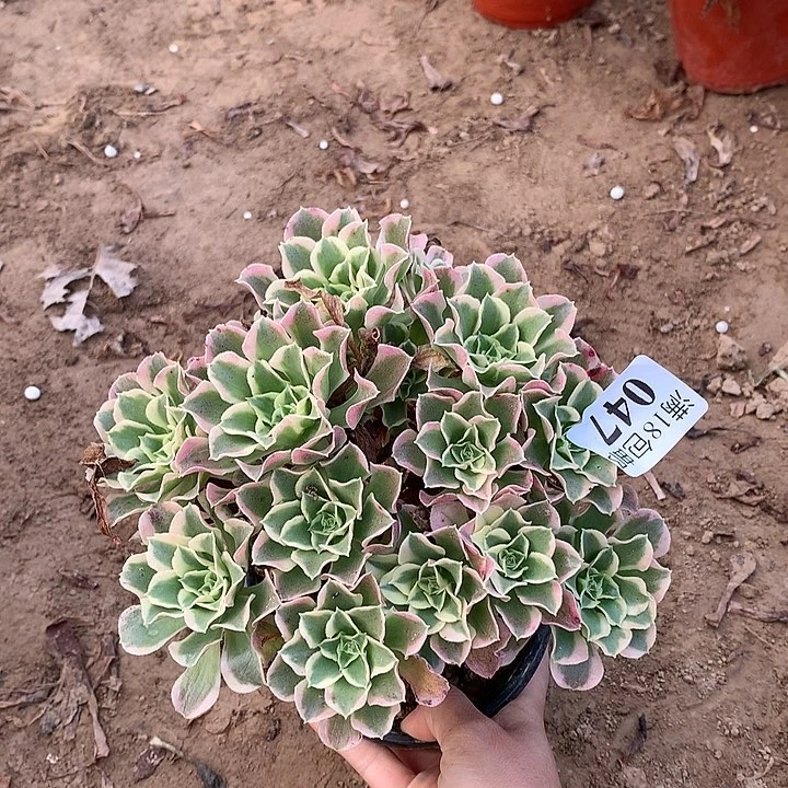 047白凤绣球1号棚