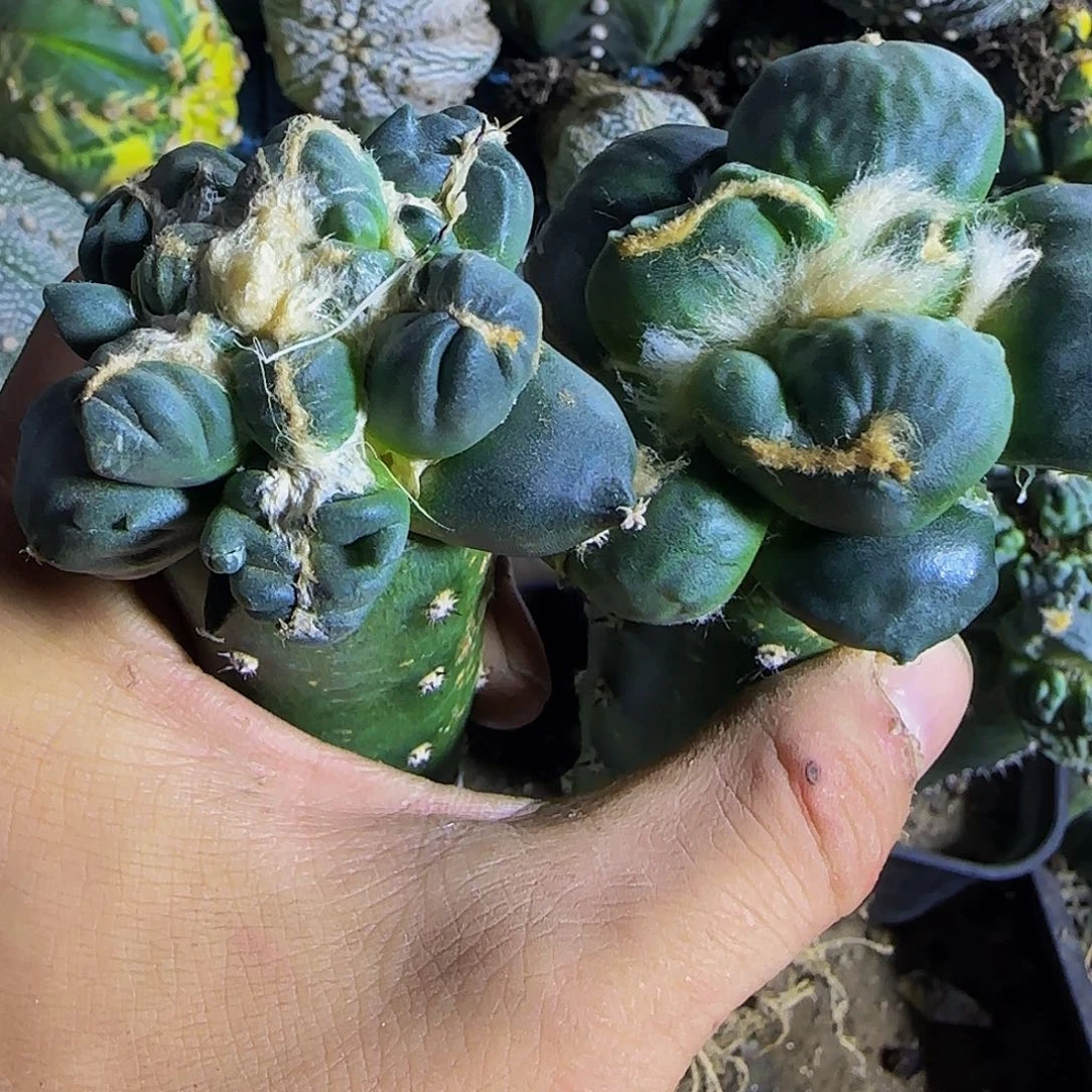 凌***帆两个蛋蛋783784仙人球开花