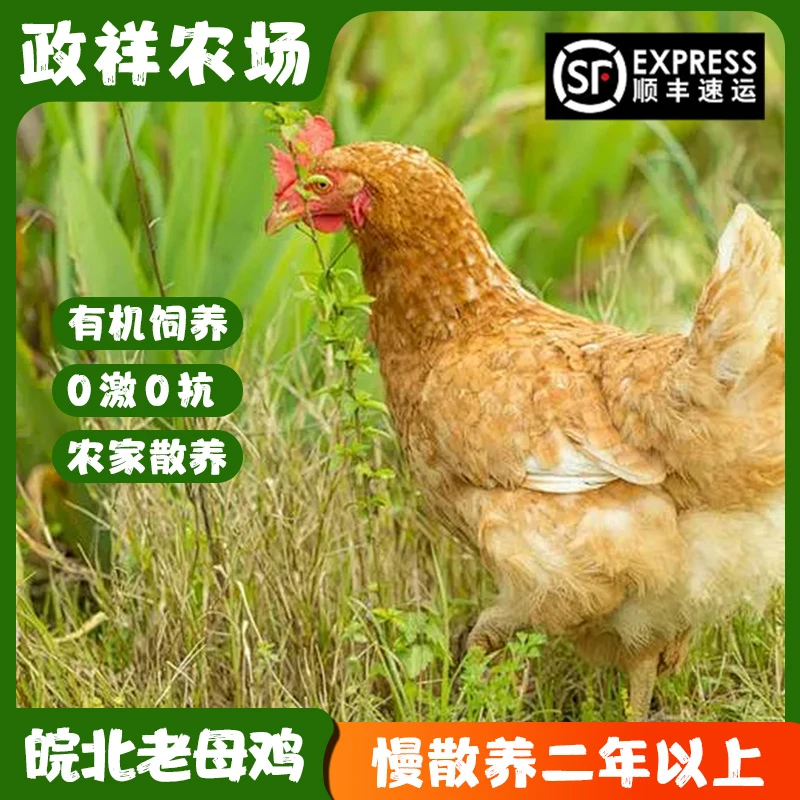 政祥农场 皖北土鸡老母鸡 山地散养2年以上 全程0激素0抗生素