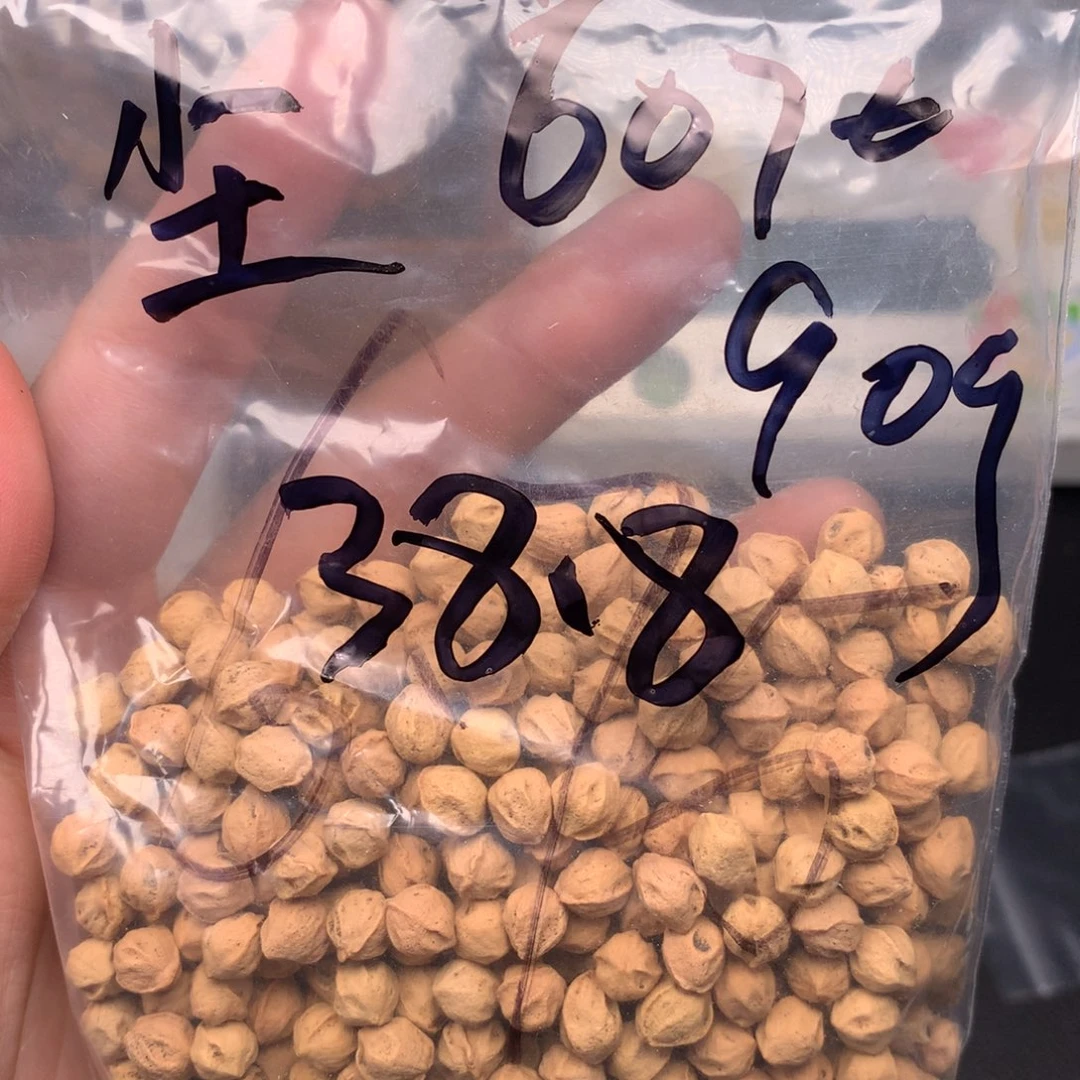 尘****柏香籽/百香籽吊坠