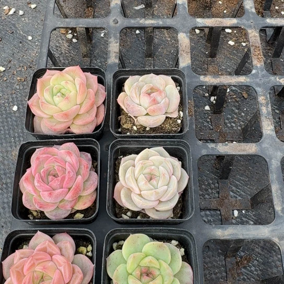 12-44宽叶糖心六颗量拍