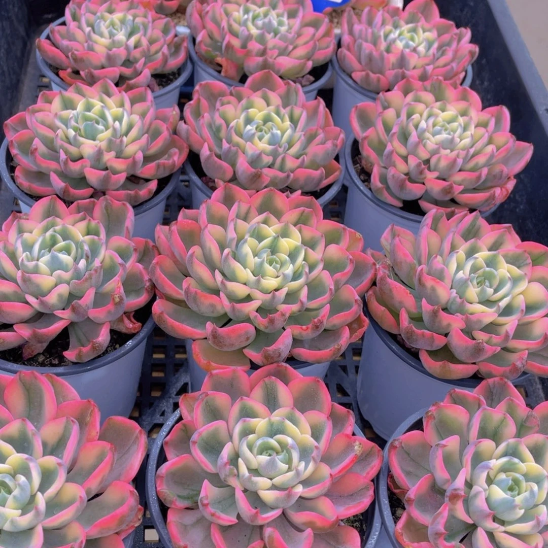 量拍73号 雨滴锦大单头一个