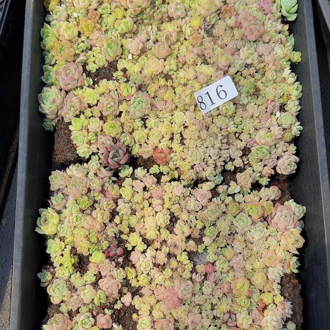 多肉植物多肉植物816