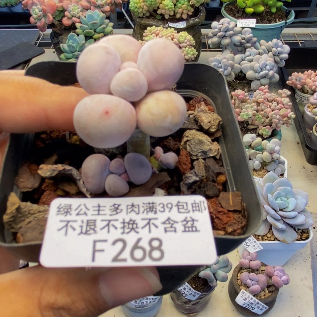 268橙奶多肉肉2c m