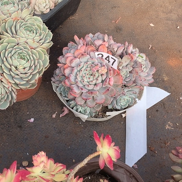 247血爪 一物一拍多肉