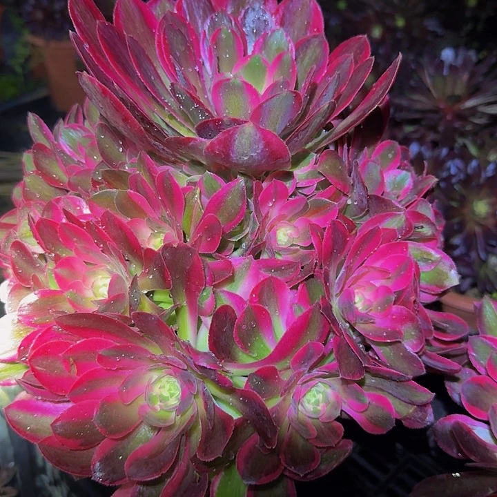 新品种妖月捧花亏本福利