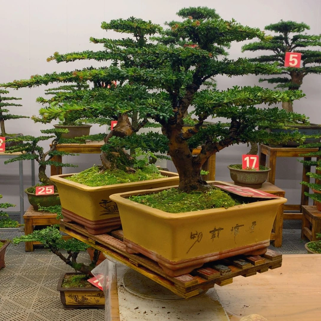 不开花植物罗汉松盆景一对