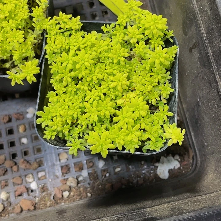 黄金草2.5带盆土