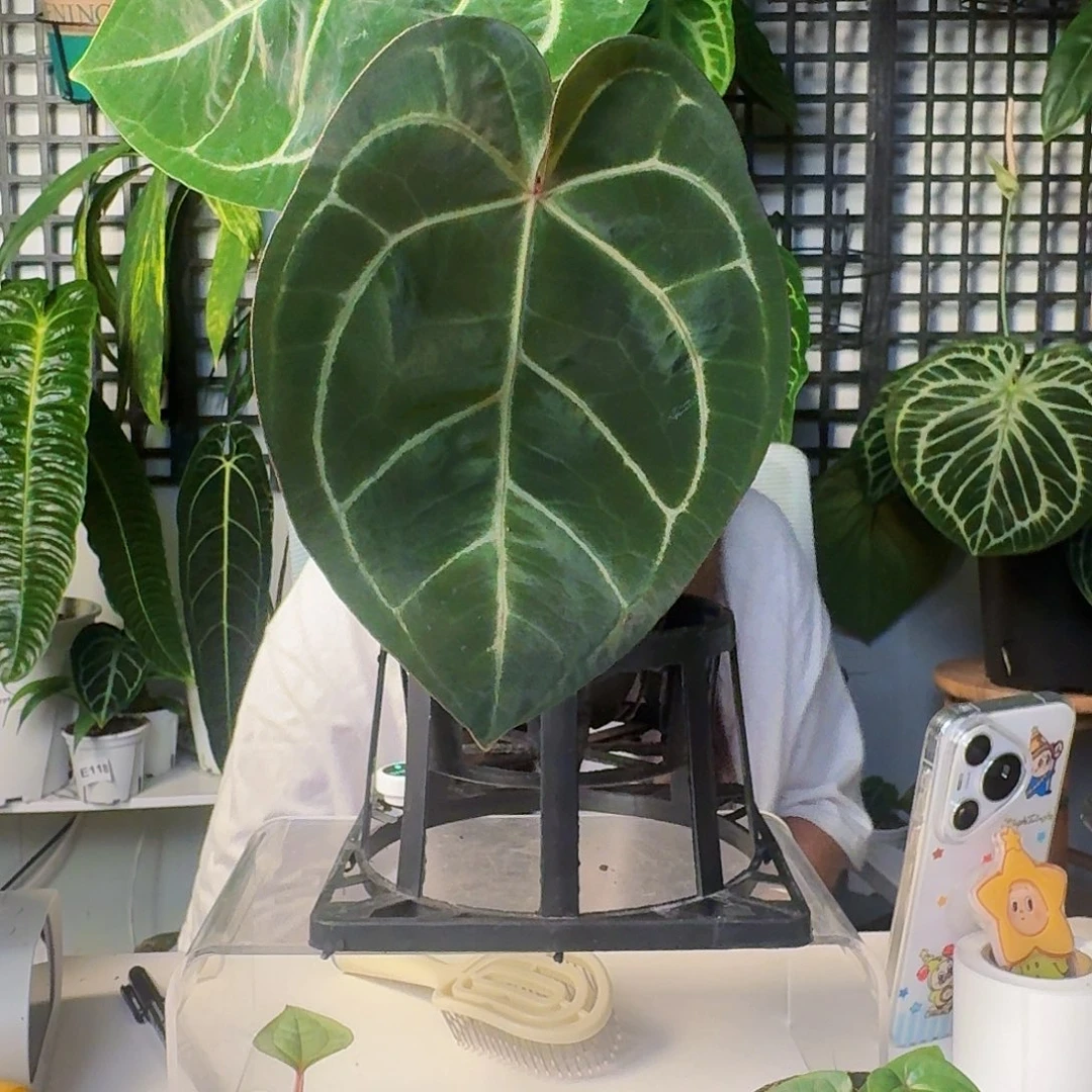 无花朵一物一拍W199