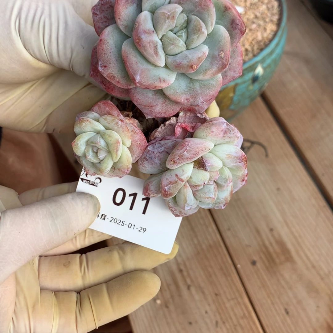 011号冰玉石化锦多肉