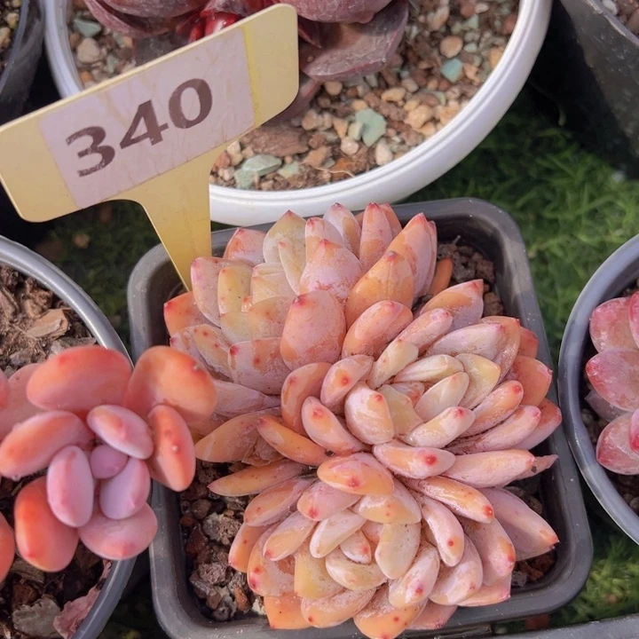 健健康康平平安安