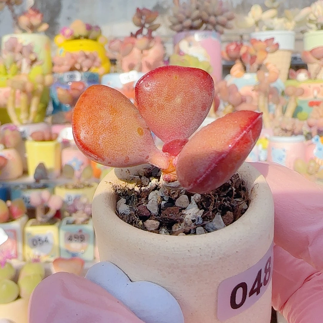 L 爱心水泡 盆口3cm