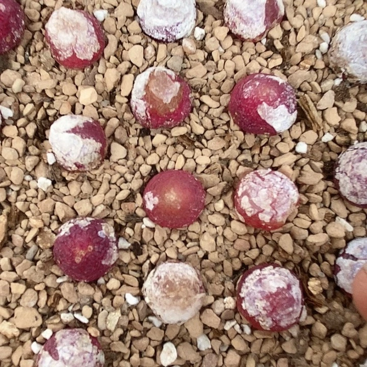 2509红灯一颗有伤