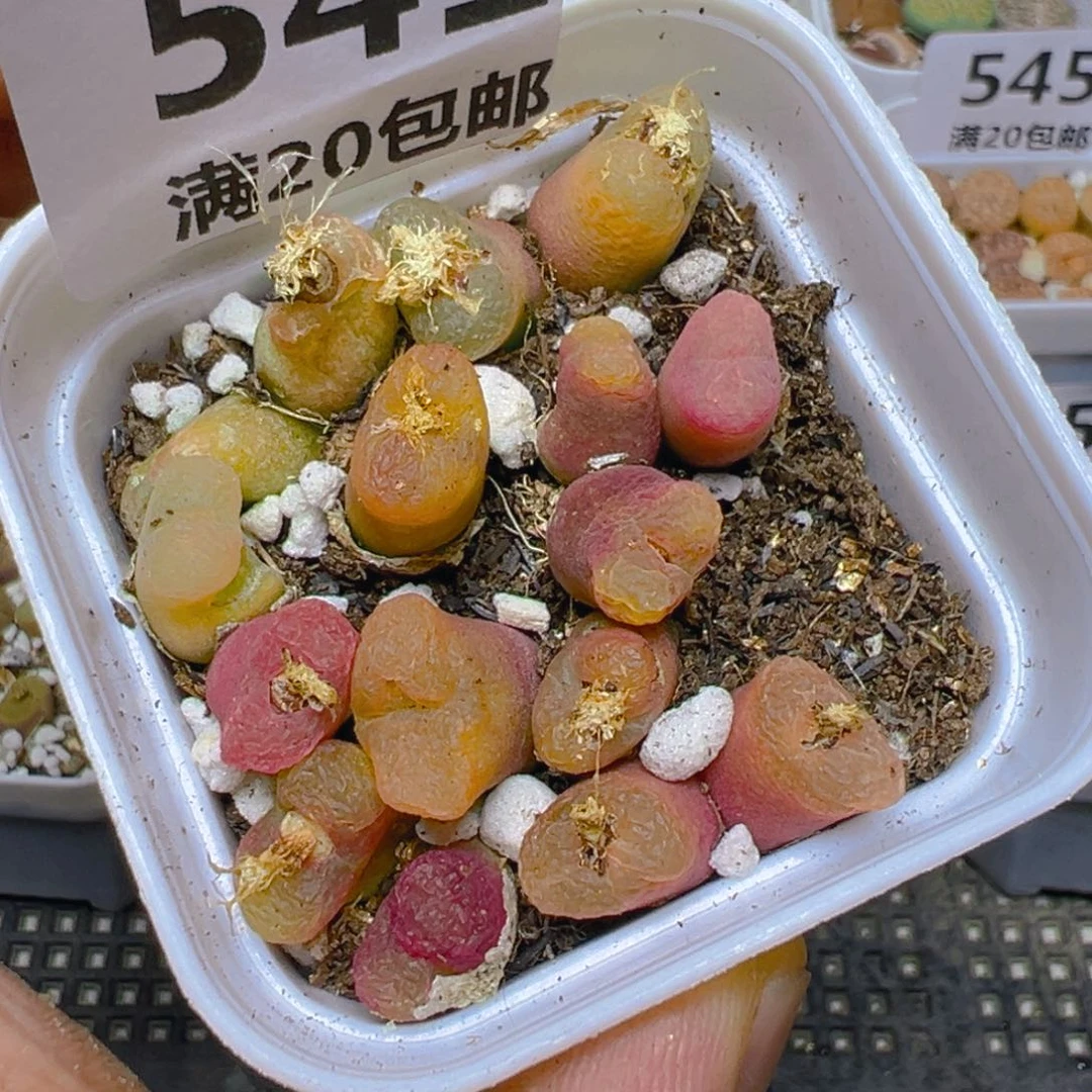 【闪购商品】 541。